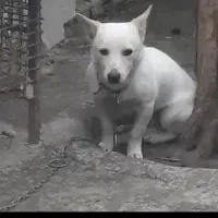 سگ پاکوتاه فروشی بزنگ|سگ|گرگان, |دیوار