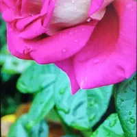 گوشی pocoM3|موبایل|فلاورجان, |دیوار