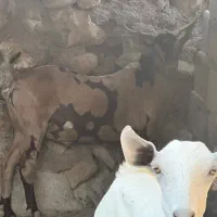 بز پچی نر و ماده فروشی|حیوانات مزرعه|خمیر, |دیوار