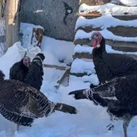 بوقلمون برنزی|حیوانات مزرعه|مشگین شهر, |دیوار