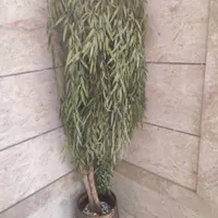 درختچه بید مجنون|گل مصنوعی|تهران, تهرانپارس غربی|دیوار