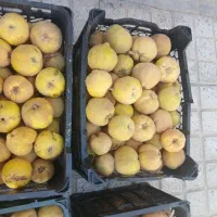 میوه به|خوردنی و آشامیدنی|تیران, |دیوار