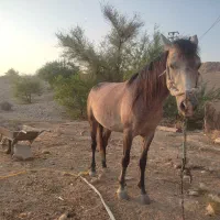 اسب