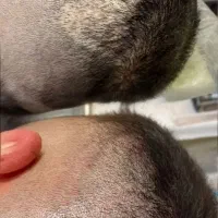 میکرواسکالپ مو، پرپشتی مو، مکمل کاشت مو|خدمات زیبایی و سلامت|کرمانشاه, |دیوار