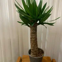 گل بونسای یوکا تنه درختی پر ریشه و سالم ۵۰تا دومتر