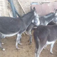 حیوان خر درشت الاغ با کره