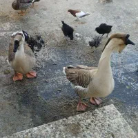 قوغاز،اوردک، مرغو خروس گلین|حیوانات مزرعه|کرج, اخگرآباد|دیوار