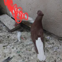 کفتر سرخ دم سفید ماده