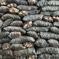 سیب زمینی سورت شده دوباره تن بالا