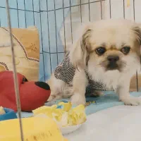 واگذاری سگ|سگ|مهدی شهر, |دیوار