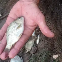 فروش ویژه بچه ماهی