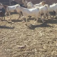 بز فروشی|حیوانات مزرعه|بردسکن, |دیوار