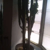 گل تخفیف هم داره|گل مصنوعی|یاسوج, |دیوار