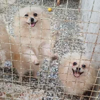 ۵ تا ماده پامرانین زیبا