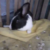 خرگوش ماده حامله