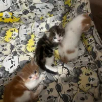 واگذاری بچه گربه دوماه رایگان|گربه|یزد, |دیوار