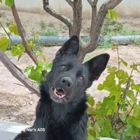سگ ژرمن شپرد بلک