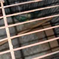 یک جفت مرغ عشق سالم|پرنده|قم, نخودی|دیوار