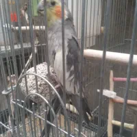 عروس هلندی دستی و رام|پرنده|شاهین دژ, |دیوار