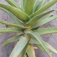 گلهای شاداب وزیبا