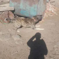 یک جفت توله افغانی 8 ماهه نگهبان|سگ|اردبیل, |دیوار