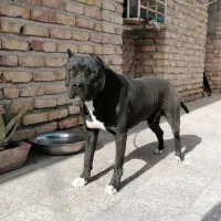 سگ پیتبول استنفورد