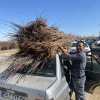 فروش نهال زردالو