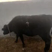 گوساله‌‌‌‌نر‌سیمنتال‌‌هولیشتاین‌‌هلندی‌‌محلی