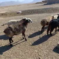 فروش گوسفند داشتی|حیوانات مزرعه|سرچهان, |دیوار