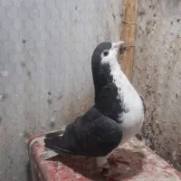 ساده سیاه