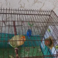یک جفت طوطی برزیلی نروماده