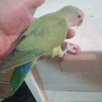 دو عدد جوجه کوتوله