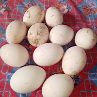 تخم غاز تازه ونطفه دار