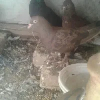 دوجفت کفترپرشی|پرنده|یزد, |دیوار