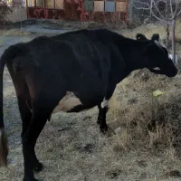 گاو گوشتی وشیری