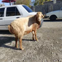 قوچ.گوسفند|حیوانات مزرعه|بیلوار, |دیوار