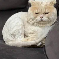 **ده میلیون تومان مژدگانی بی قید و شرط**|گربه|ساوه, |دیوار