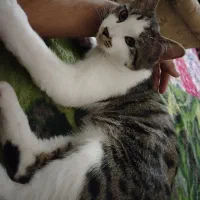 واگذاری گربه