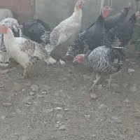 بوقلمون محلی|حیوانات مزرعه|بروجرد, |دیوار