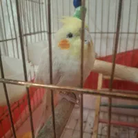 واگذاری عروس هلندی