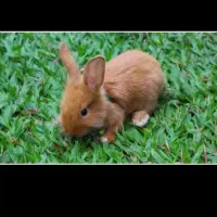 خرگوش ناز قهوه ای