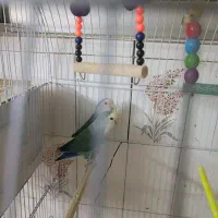 کوتوله و مرغ عشق|پرنده|مشهد, دانشجو|دیوار