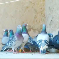 پلاکی|پرنده|کرمان, |دیوار