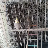 عروس هلندی|پرنده|لوشان, |دیوار