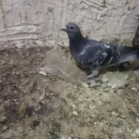 انواع پلاکی|پرنده|یاسوج, |دیوار