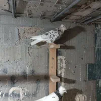 تعداد رسید|پرنده|بندر ماهشهر, |دیوار