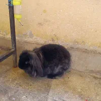 واگذاری خرگوش لپ|موش و خرگوش|پرند, فاز ۶|دیوار