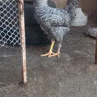 خروس