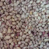 فروش لوبیا چیتی|حراج|سراب, |دیوار