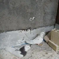 یه جفت کفتر پرشی /طوقی/خال قرمز|پرنده|قم, شهرک فاطمیه|دیوار